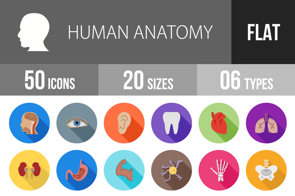 50 Human Anatomy Flat Shadowed Icons, an Icon by IconBunny