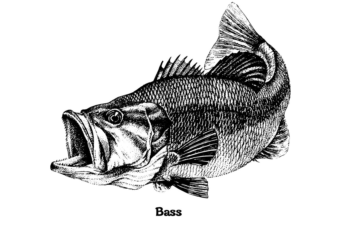 Fish collection, part 4, an Illustration by ZotovShop (Photo 3 of 11)