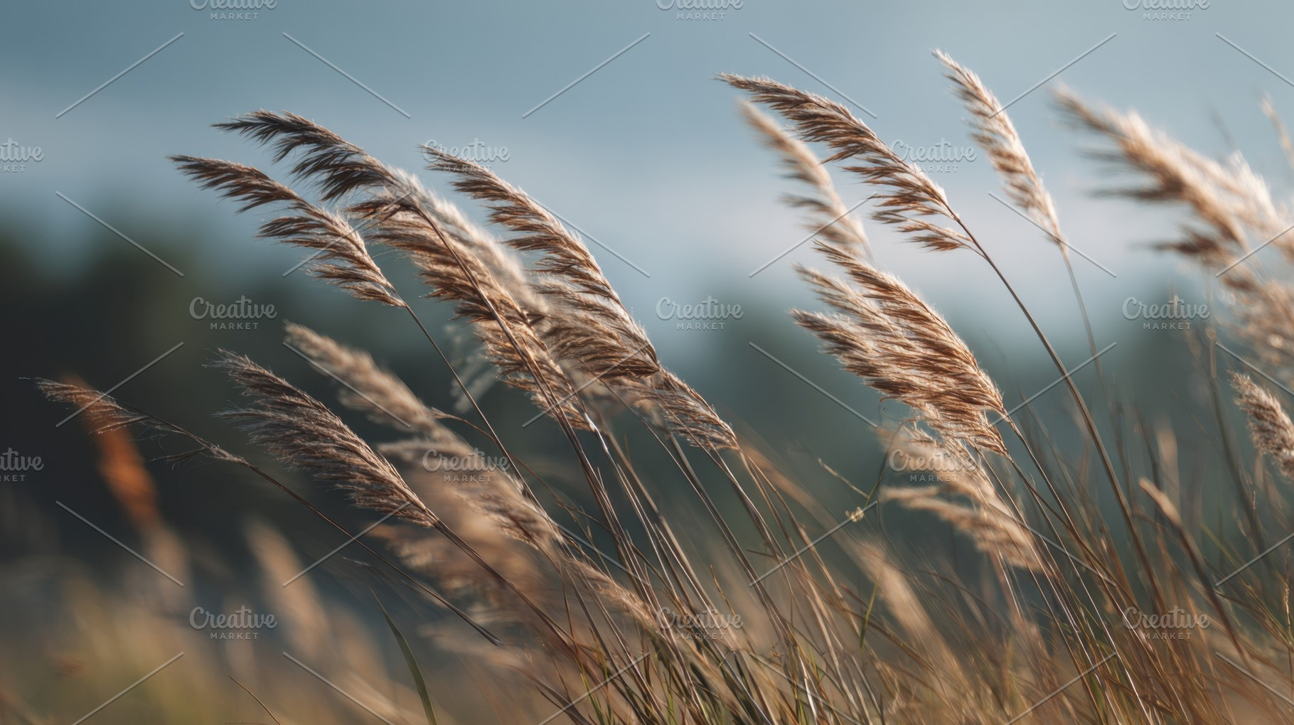 Grass sways in the wind at sunset, a Photo by Beautiful things