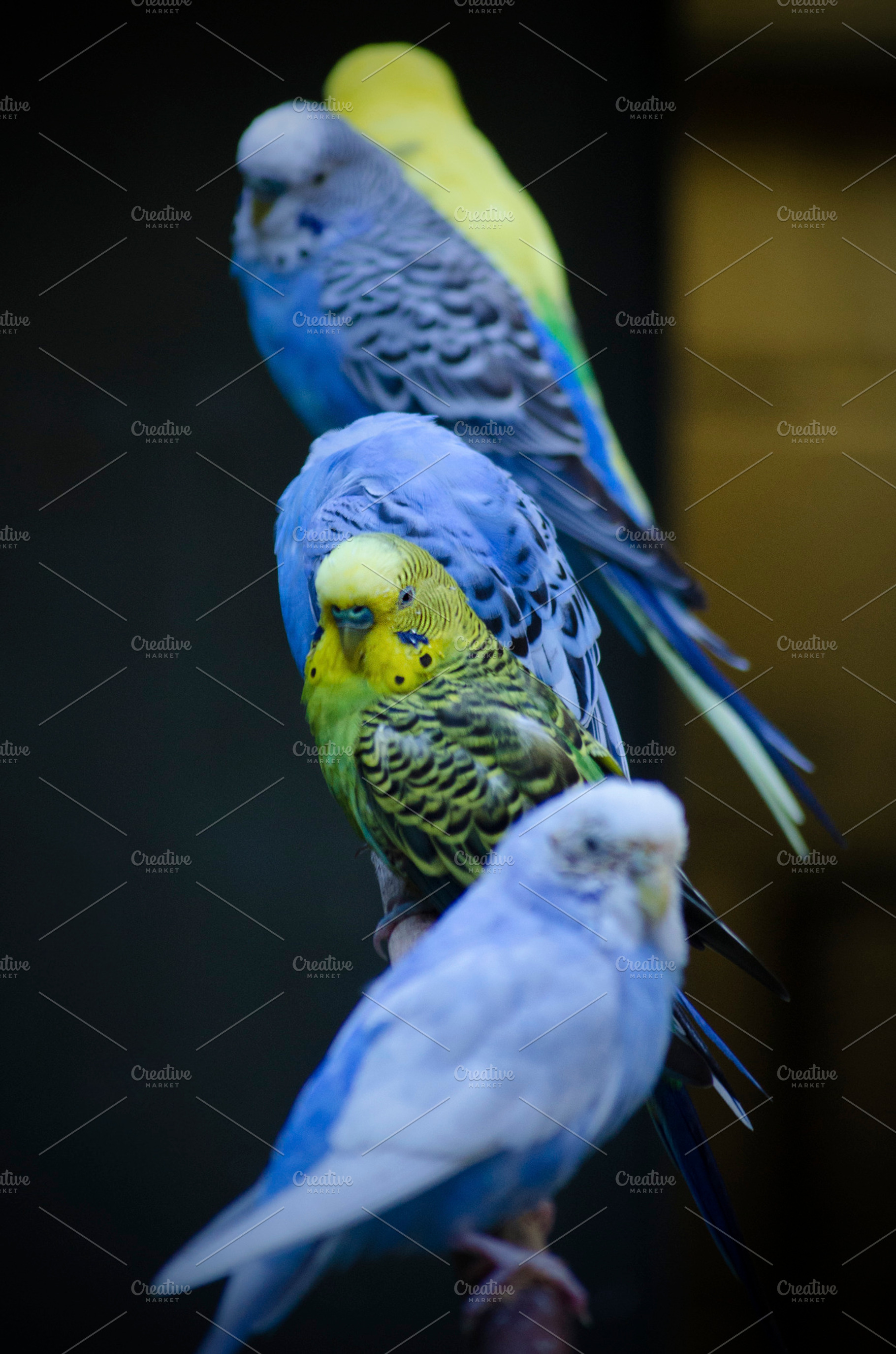 Parakeets - The Standout, an Animal Photo by Joshua C. Carroll