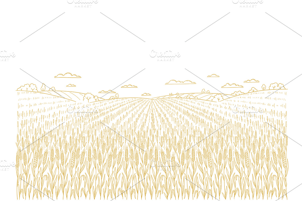 Wheat field for flour packaging in a, a Food Illustration by Ilia Design