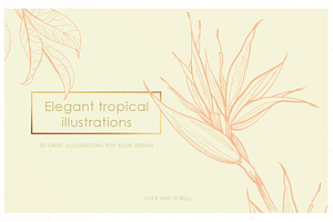 Tropical Illustrations & Patterns