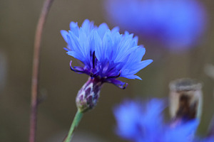 Blue cornflower blooming in field vertical macro photo. Close-up photo of vibra
