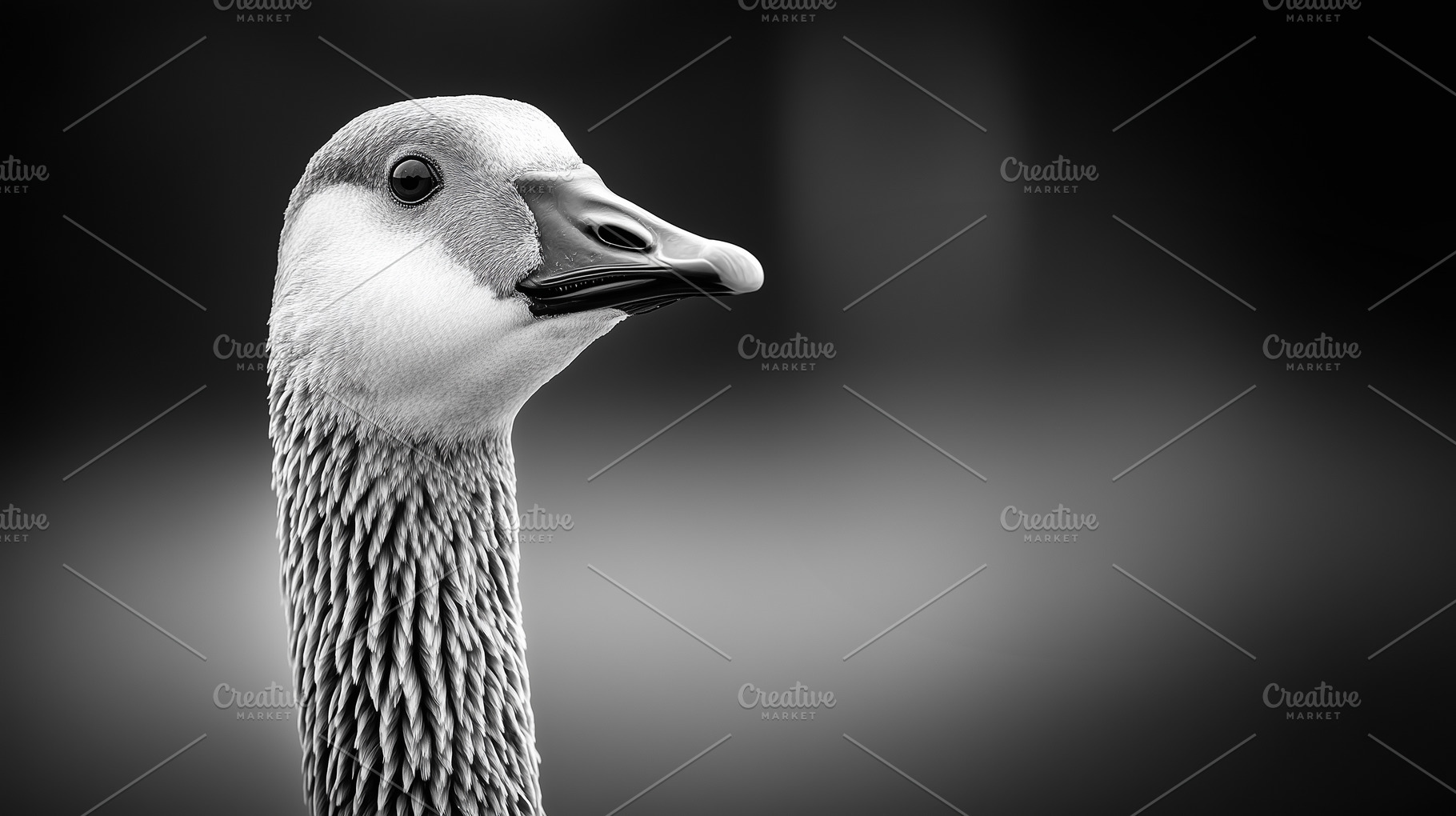 Black and white portrait of a goose, an Animal Photo by MistyDay