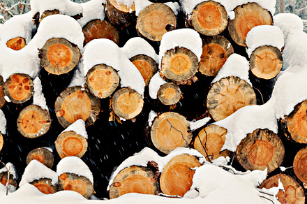 logs stacked under the snow in the forest, a Nature Photo by TanaCh