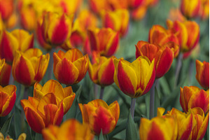 Bicolored red and yellow tulips in
