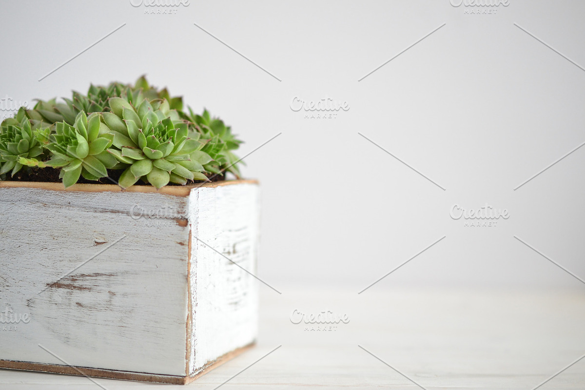 Succulent Planter Stock Photos, an Abstract Photo by Greenleaf Images (Photo 2 of 6)