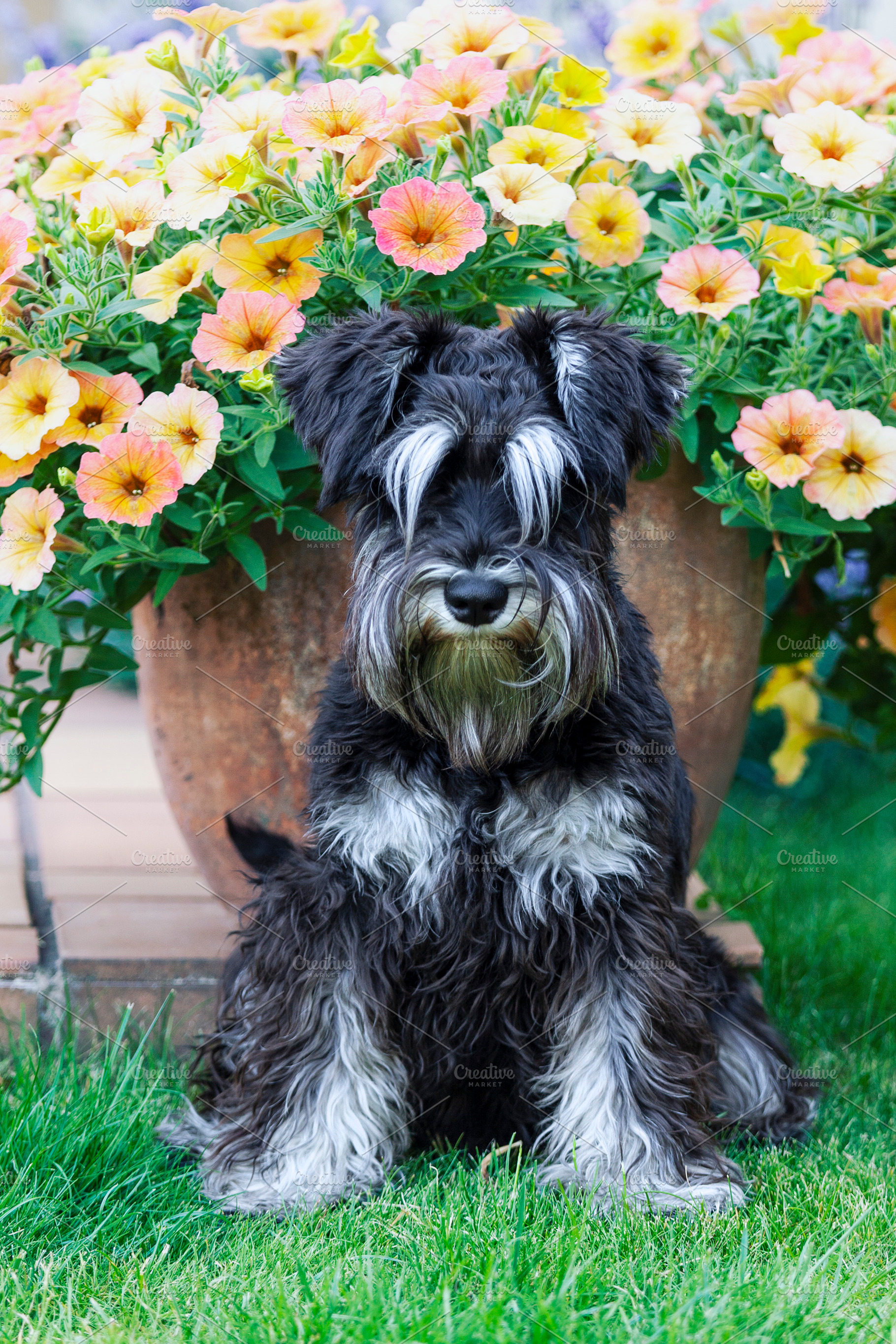 Furry miniature schnauzer dog, an Animal Photo by BOOCYS