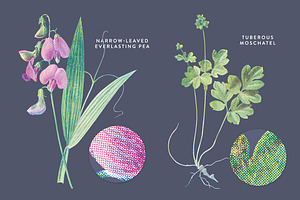 Vintage Flower Illustrations Bundle