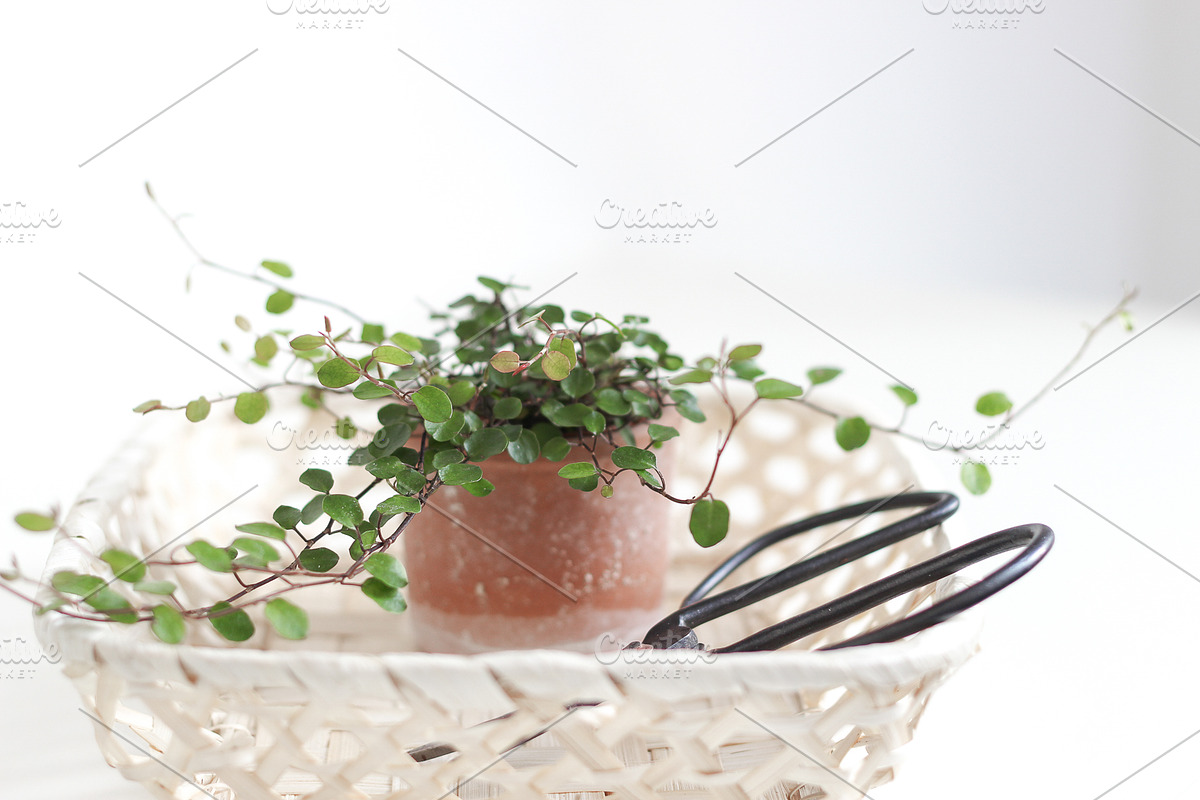 Neutral Collection | Styled Stock, a Business Photo by Chalking Up Stock (Photo 18 of 25)