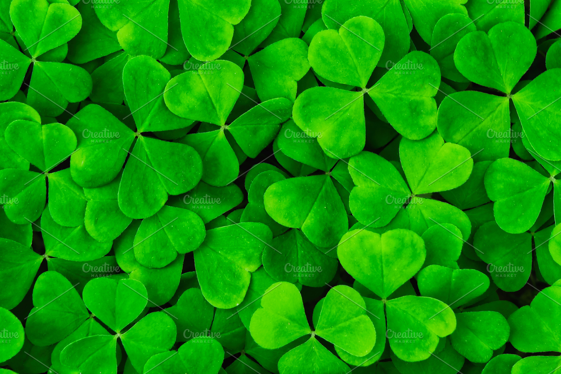 Green clover leaves illuminated by bright sunlight. Fresh shamrock foliage back, a Nature Photo by Eugene_Photo