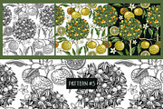 Yuzu - Citrus Fruit and Patterns, a Food Illustration by Yevheniia (Thumbnail 11 of 12)
