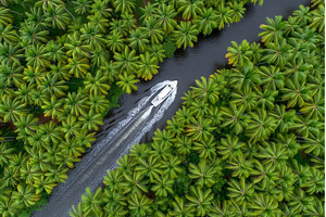 The Bay Mau coconut forest is, a Nature Photo by ZinetroN