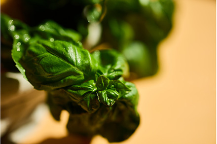 Fresh basil leaves in natural light