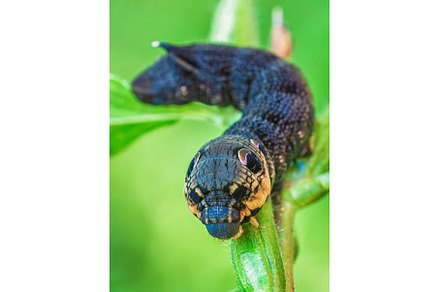 Elephant hawk moth caterpillar, an Animal Photo by Lukas Jonaitis SHOP