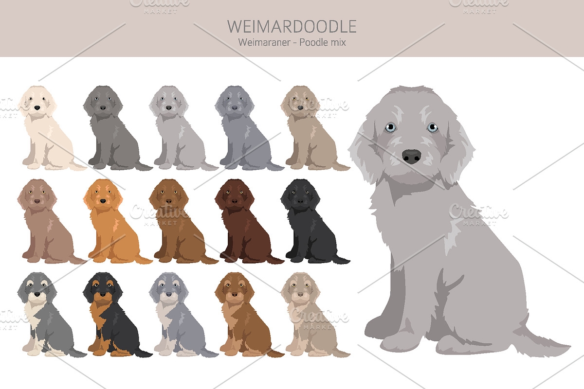 Weimardoodle. Weimaraner Poodle mix, an Illustration by pet design shop (Photo 4 of 6)