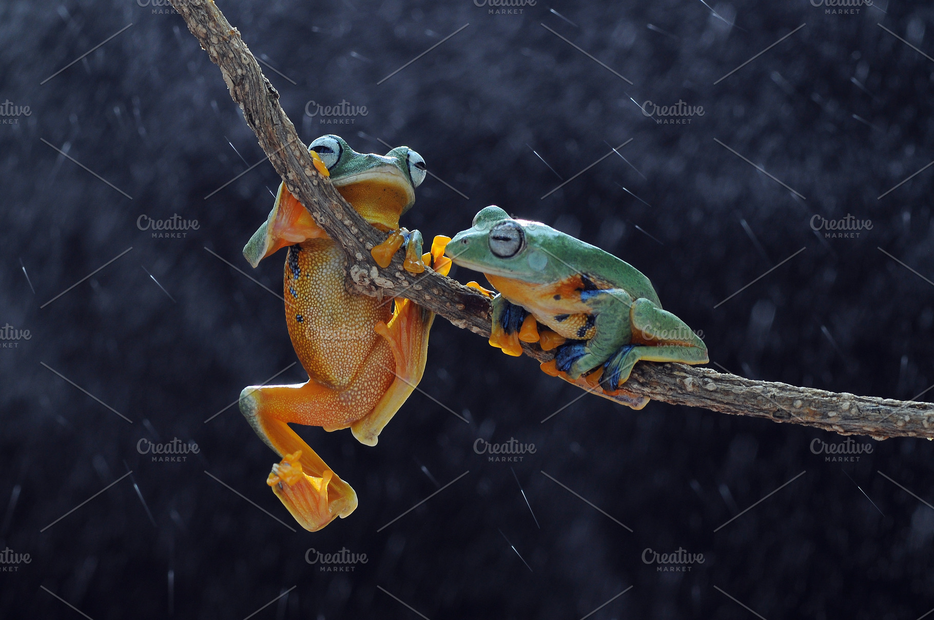 Flying frog frogs tree frog containing flying frog, frogs, and tree ...