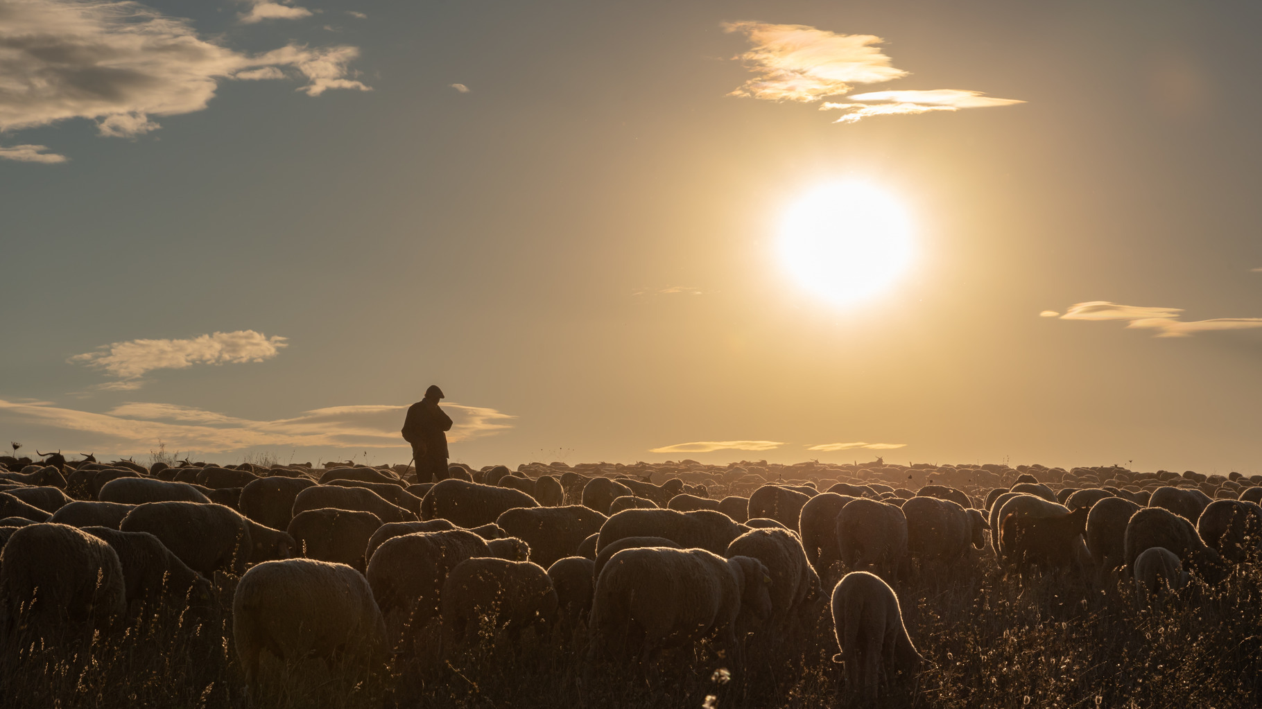 Shepherd and flock of sheep, an Animal Photo by Joe McUbed