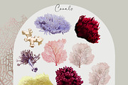 Watercolour Nautical Set, an Animal Illustration by NNclipart (Thumbnail 8 of 13)