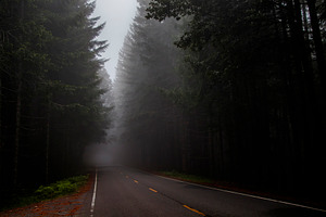Foggy Road Through the Redwoods, a Nature Photo by Jillian Butolph