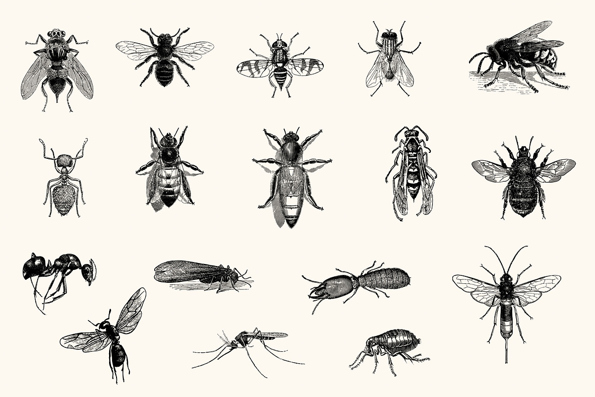 Insects - Vintage Illustrations, an Illustration by Graphic Goods (Photo 3 of 10)