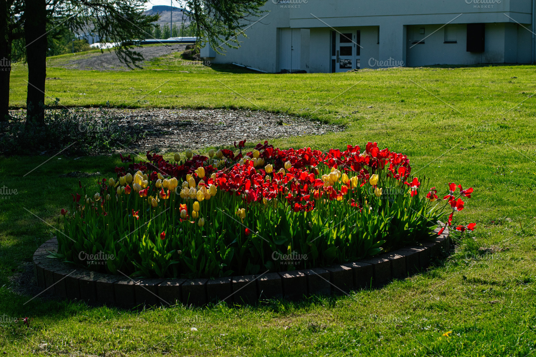 Colorful tulip garden near a building in Mosfellsbær, Iceland during spring, a Photo by AS photostudio