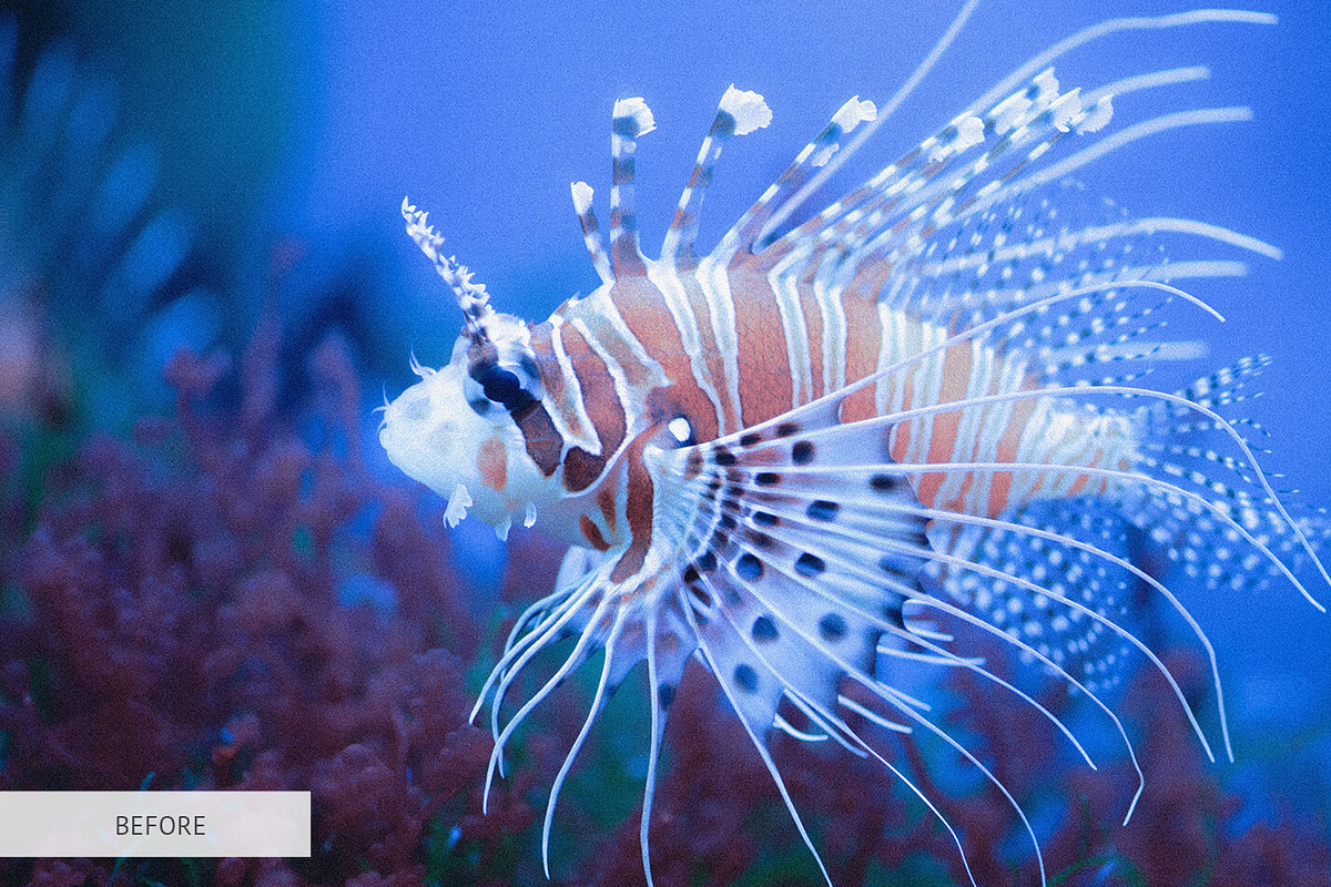 Underwater Photography Presets, a Plug-in Add-On by FixThePhoto (Photo 10 of 32)