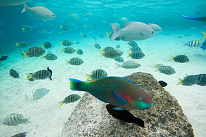 Colorful Reef Fish, an Animal Photo by bastera