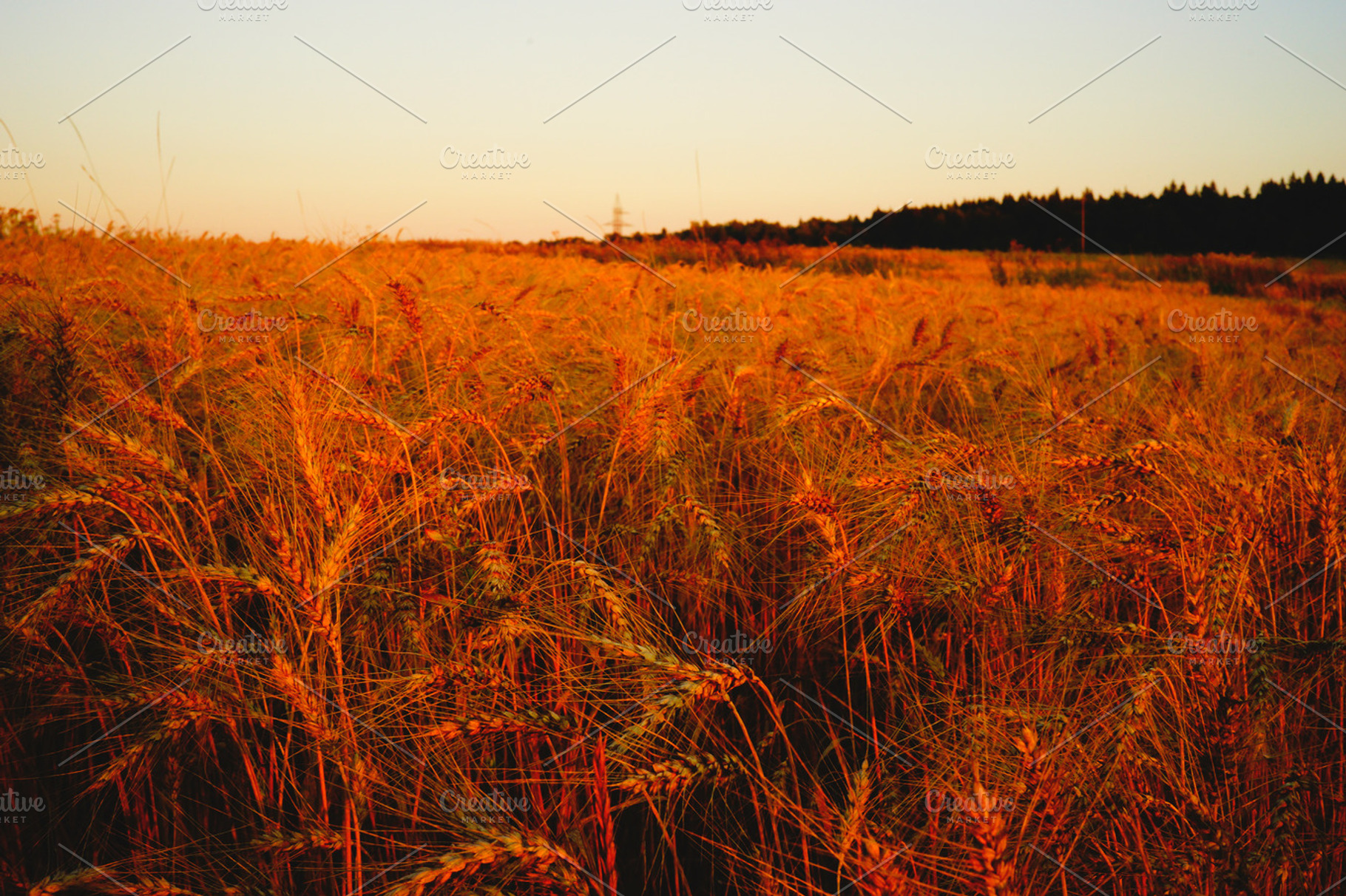 Wheat Field at Sunset, a Nature Photo by uncle-rico
