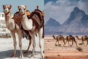 80 Desert Camel Stock Photos, an Animal Photo by Incomelion (Thumbnail 13 of 15)