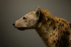 Stuffed spotted hyena, an Animal Photo by Bepslabor