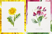 Vintage Flower Illustrations, an Illustration by Greta Ivy (Thumbnail 5 of 8)