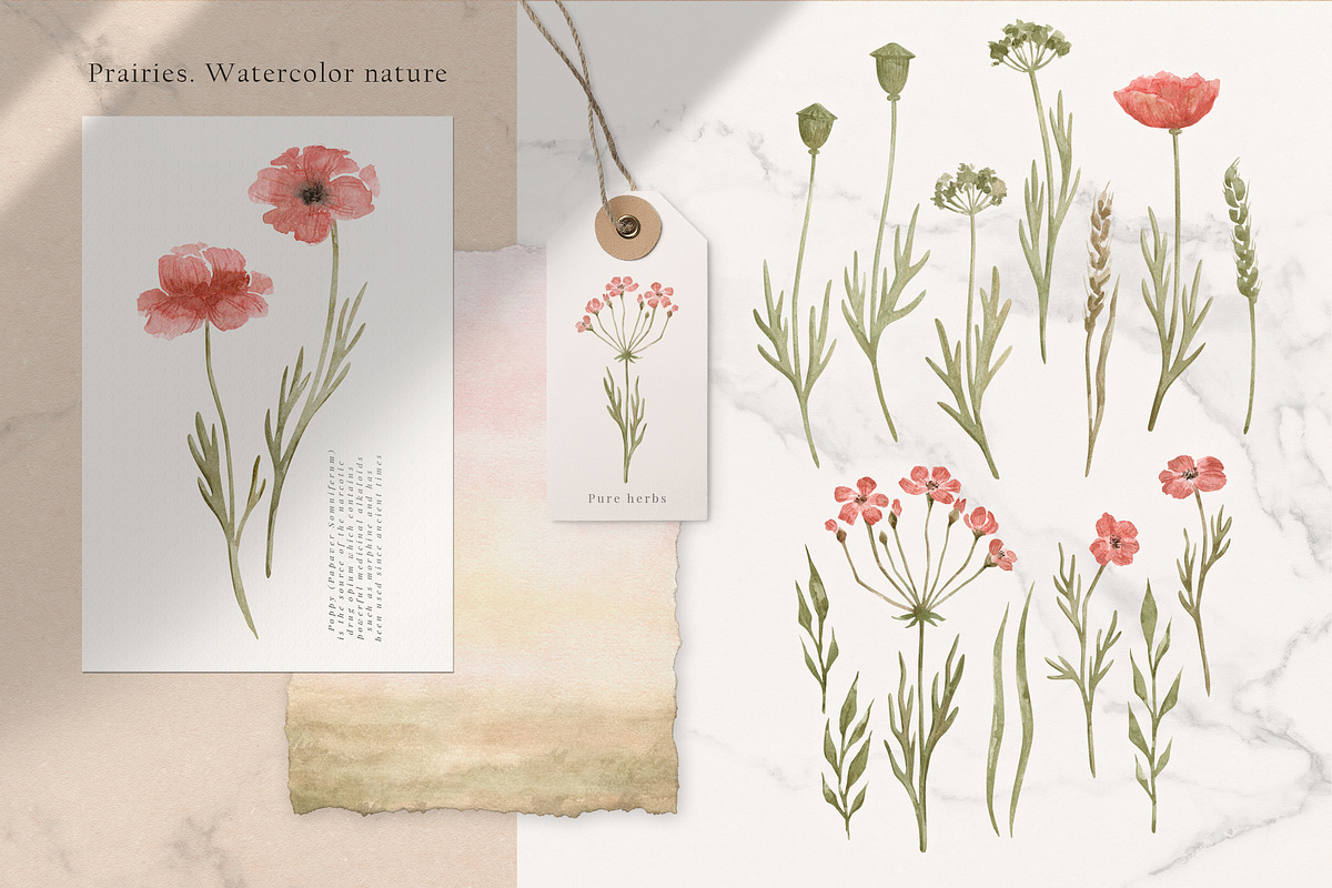 Prairies. American Animals & Nature, an Animal Illustration by Kreker Kate (Photo 7 of 13)