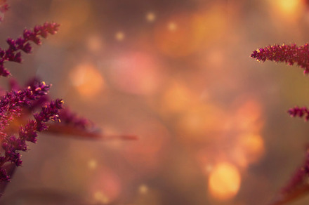 Autumn natural background with burgundy amaranth flower, banner, a Nature Photo by 5PH