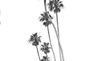 Black and White palm trees