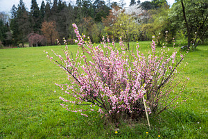 Prunus triloba bush in full bloom, a Nature Photo by Imaginarium