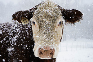 Snowy Cow, an Animal Photo by Paisley Barn Design
