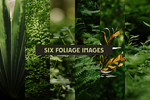 Six Foliage Images
