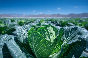 California farmland is home to a, a Nature Photo by ZinetroN