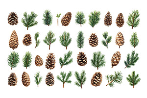 Pine cones branches cartoon vector, an Object Illustration by Onyx