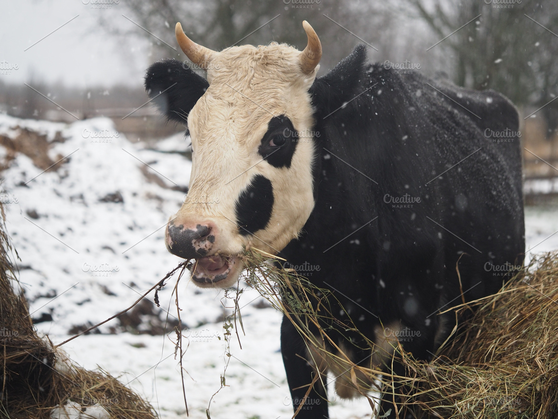 Cow eats hay in winter pasture, an Animal Photo by Kozorog