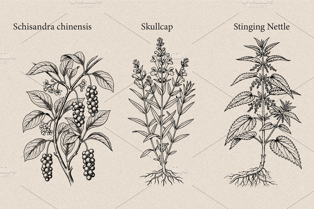 30 Medicinal Herbs & Plants, a Decorative Illustration by Gonez Studio (Photo 10 of 19)