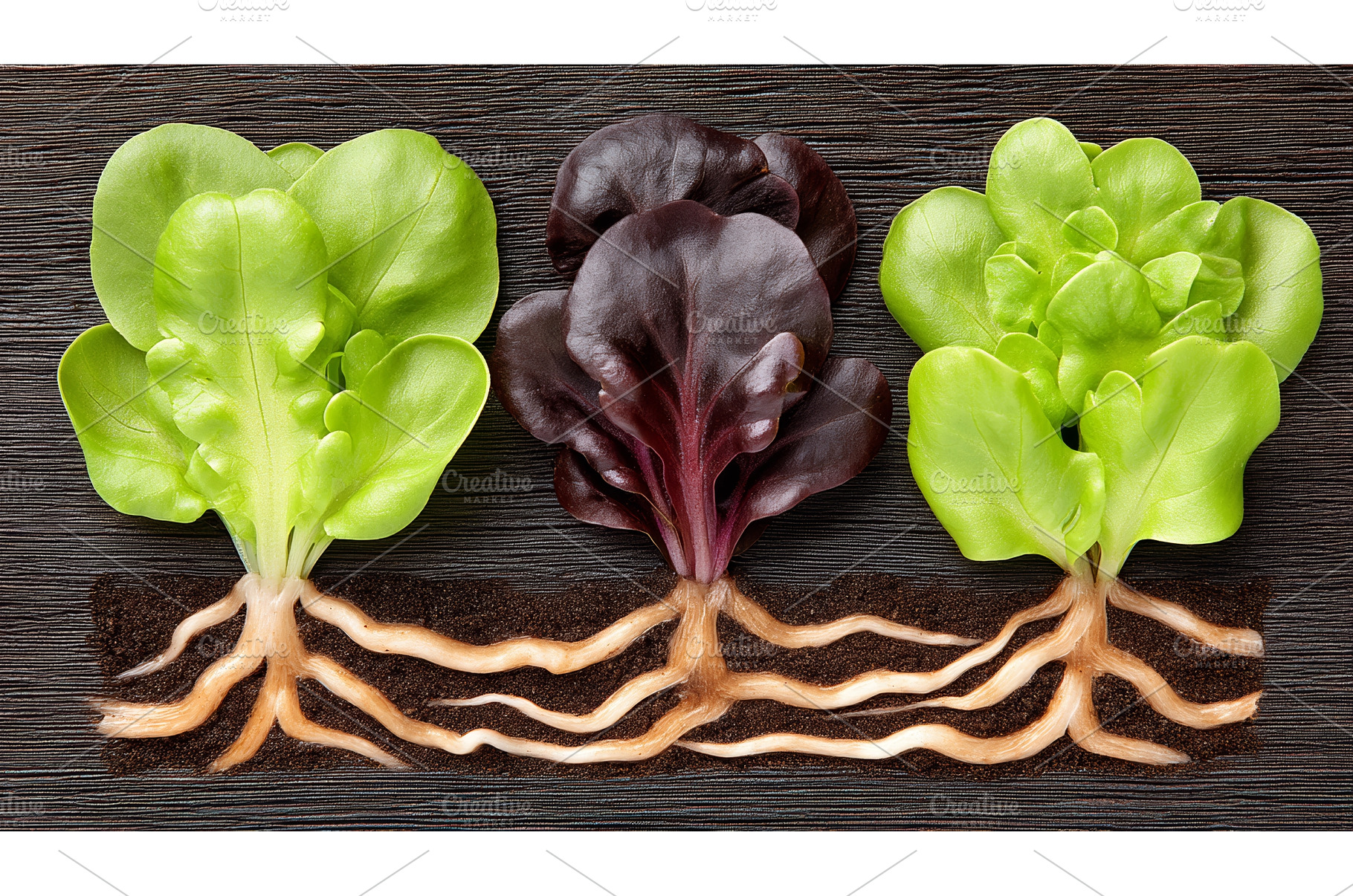 Fresh and vibrant microgreens are, a Food & Drink Photo by ZinetroN