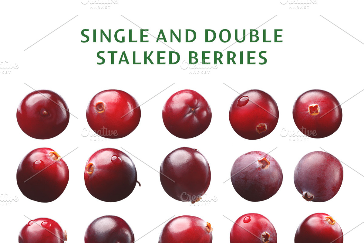 Cranberries—46 images, an Object Graphic by Hortimages (Photo 3 of 8)