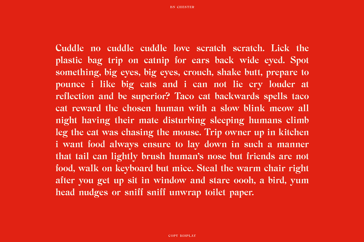 BN Chester - A Unique Serif Font, a Handwritten Font by Bnick (Photo 10 of 10)