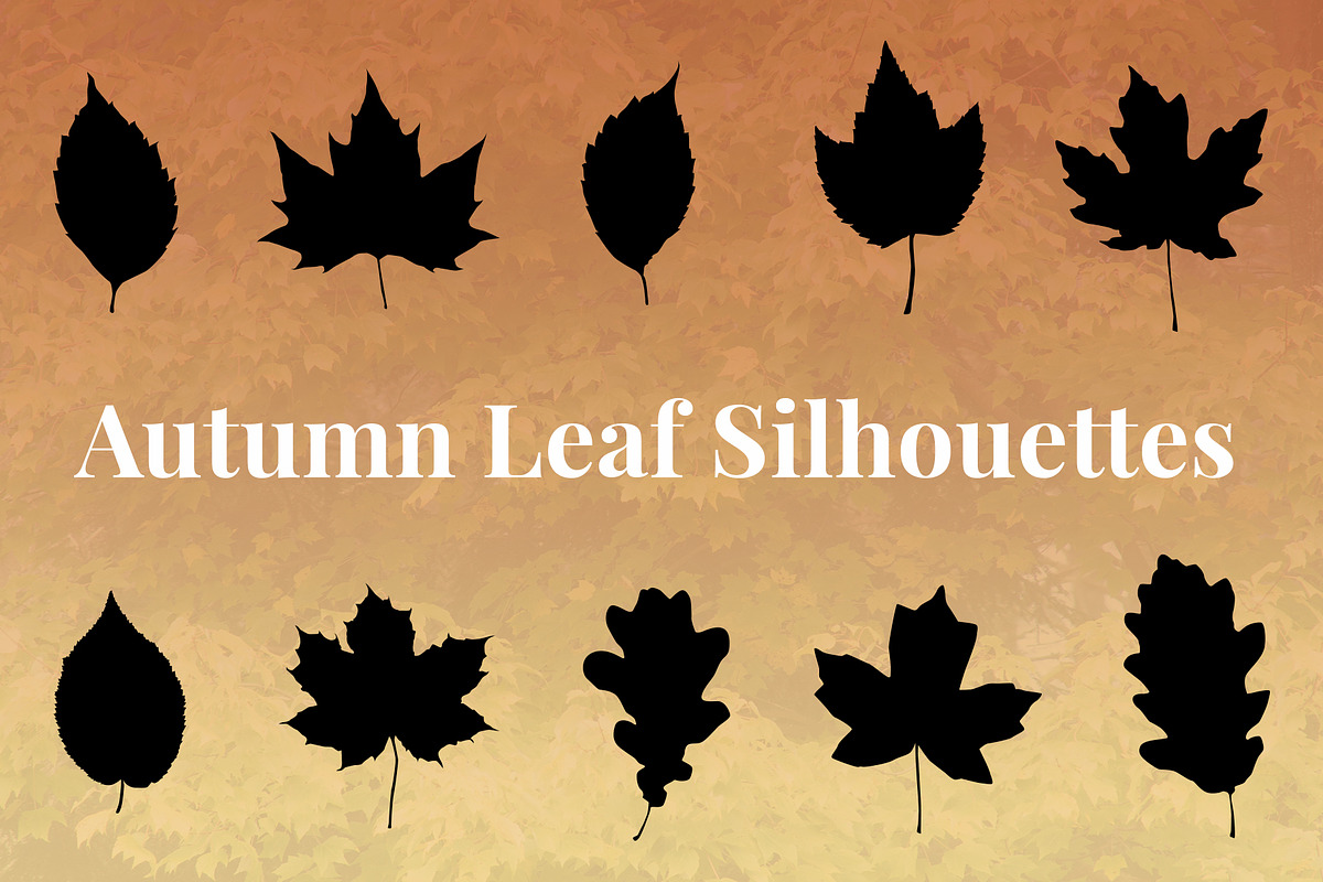 Autumn Leaf Silhouettes + Bonus, an Object Graphic by Build Interactive (Photo 1 of 4)