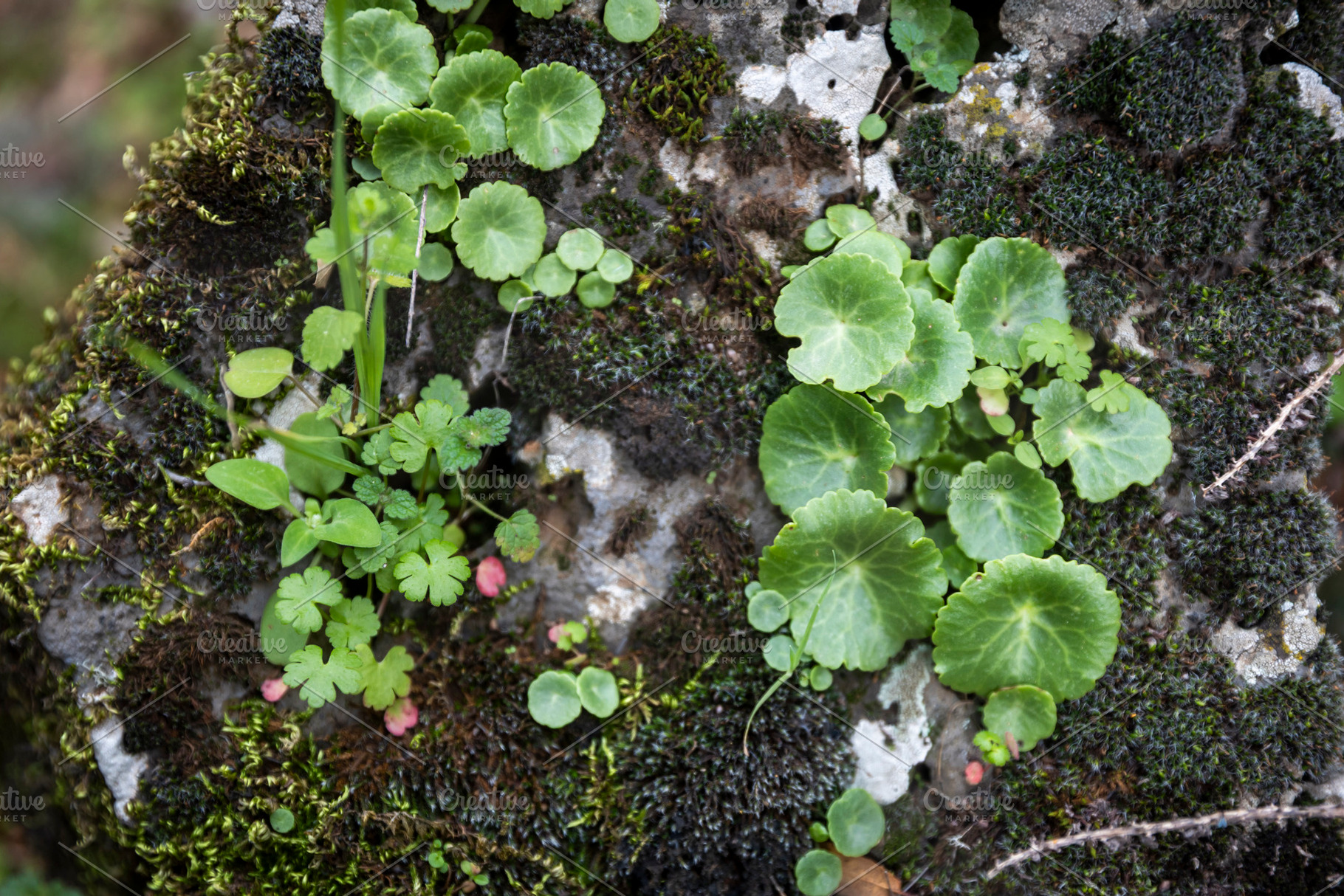 Close up of green round leaves growi, a Nature Photo by Imaginarium