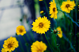 yellow summer flowers