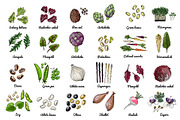 Vector food: vegetables and fruits, a Food Illustration by irina.vaneeva (Thumbnail 11 of 16)