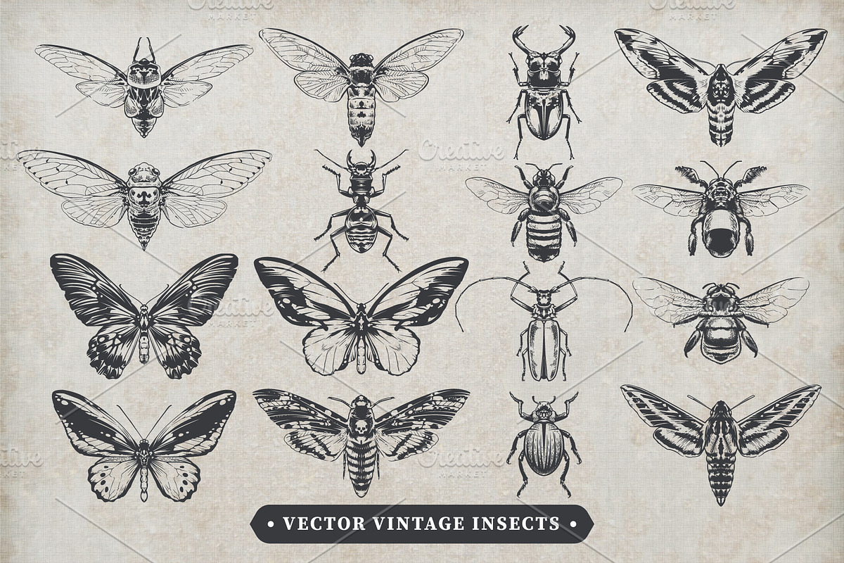 Vintage Insects Vector Set, an Animal Illustration by Vecster (Photo 1 of 4)